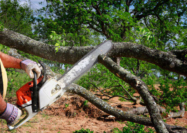 Reliable Belle, WV Tree Removal Solutions